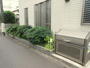 その他　エントランスの植栽