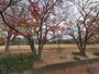 公園　福田公園（公園）まで4305m