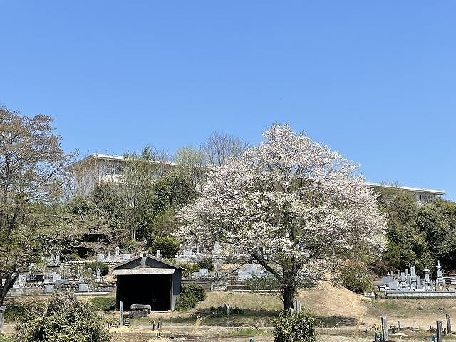 【イースト花水木の中学校】