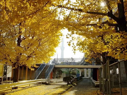 公園　堤通公園（公園）まで100m