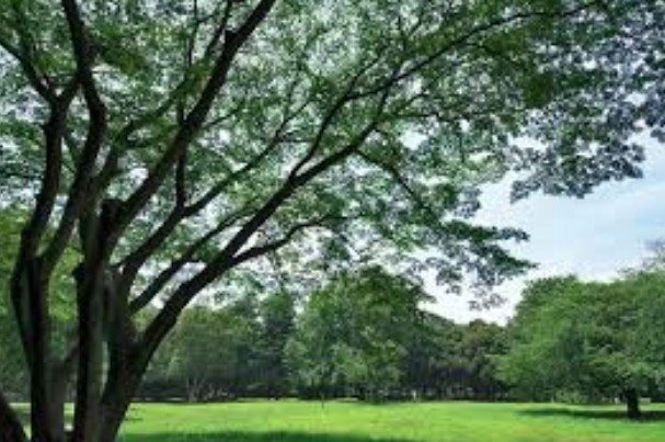 公園　砧公園（公園）まで1800m