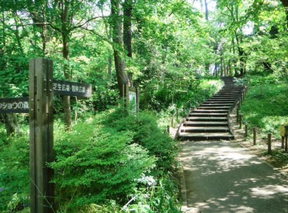 公園　都立林試の森公園東門（公園）まで332m