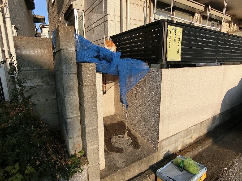 その他共有部分　敷地内ゴミ置場（ネコちゃんいました。）