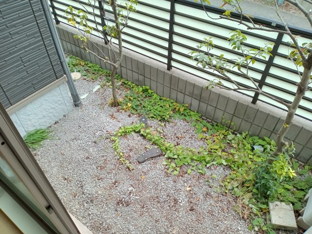 庭