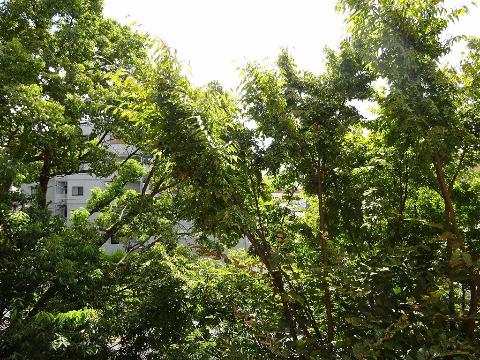 プラットホーム川端通り　眺望　眺望