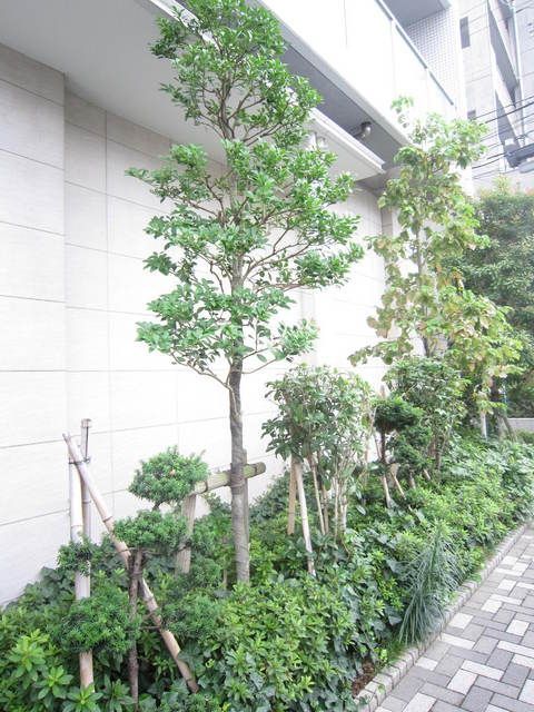 庭　植栽
