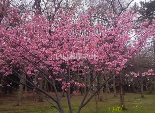 公園　八千代台西市民の森（公園）まで1298m