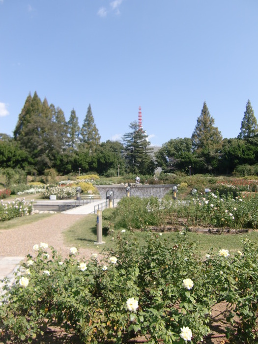 公園　靱公園（公園）まで8m