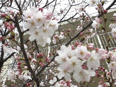 小学校　西宮市立 上甲子園小学校（小学校）まで352m