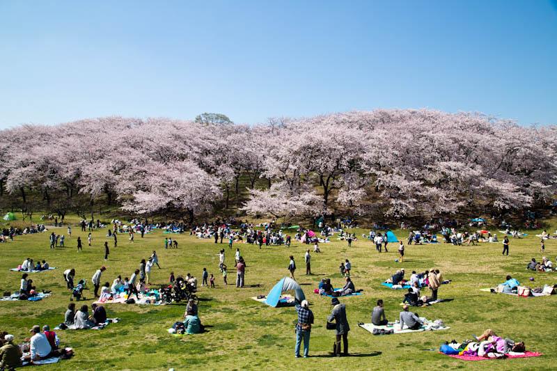 公園　根岸森林公園（公園）まで379m