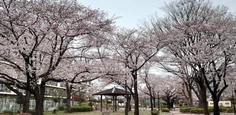 公園　鎌倉公園（公園）まで500m