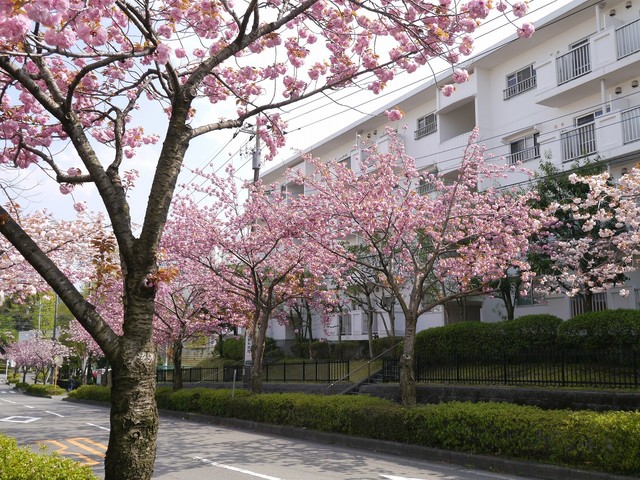 【ＵＲ小山田桜台のその他共有部分】