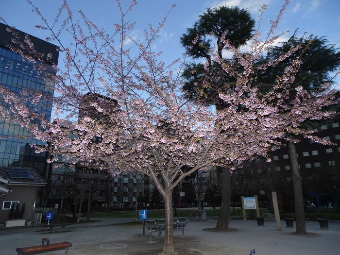公園　南桜公園（公園）まで10m