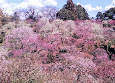 その他　龍尾神社（その他）まで548m