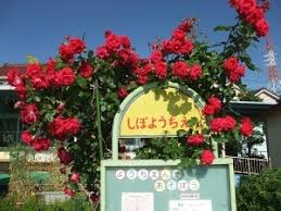 幼稚園・保育園　高槻市立芝生幼稚園（幼稚園・保育園）まで220m