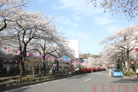 公園　播磨坂さくら並木（公園）まで601m