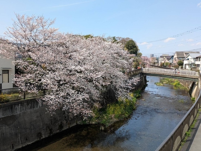 眺望　仙川沿いの桜並木