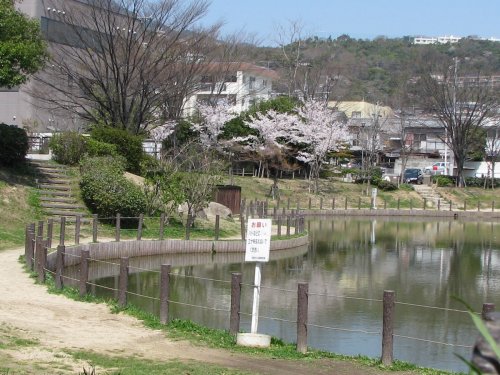 公園　樋之池公園（公園）まで800m