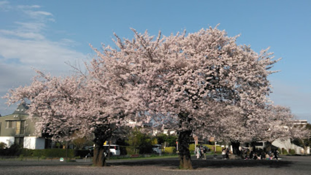 公園　天王森公園（公園）まで441m