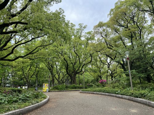 公園　靱公園（公園）まで244m