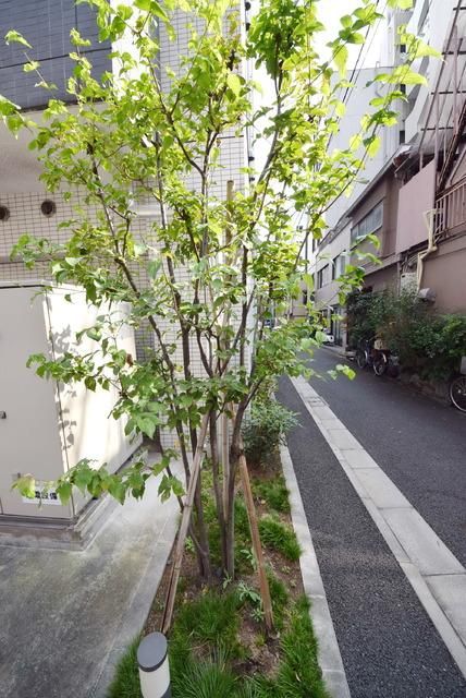 その他　植栽