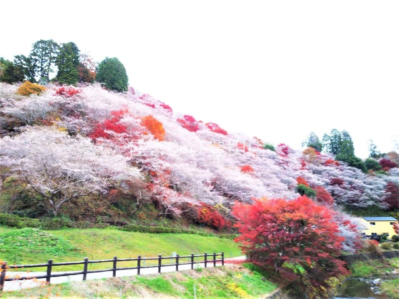 その他　川見四季桜の里（その他）まで958m