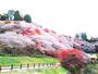 その他　川見四季桜の里（その他）まで958m
