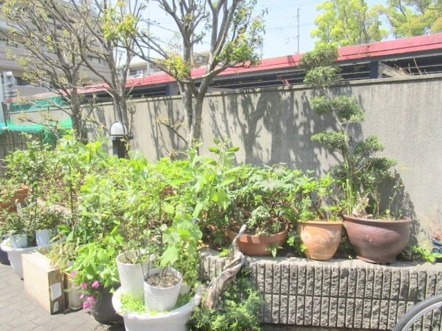 庭　植栽
