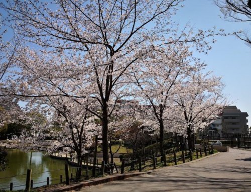 公園　樋之池公園（公園）まで1510m