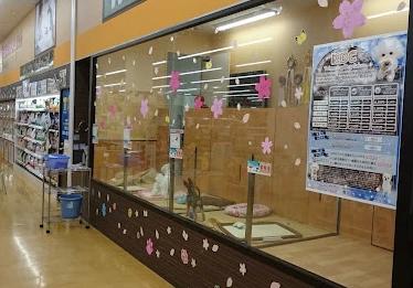 ホームセンター　ハートフルペット川崎大師店（ホームセンター）まで517m