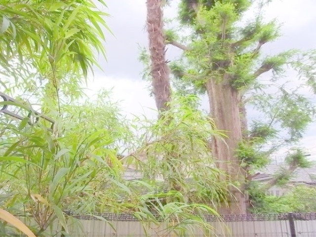 眺望　庭からの眺望です。