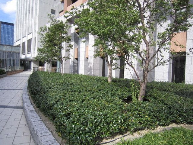 庭　NULL