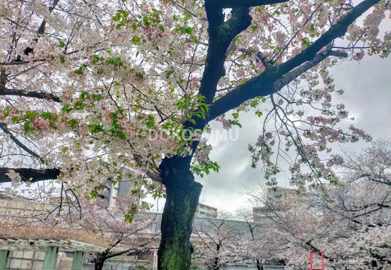 公園　大淀北公園（公園）まで265m