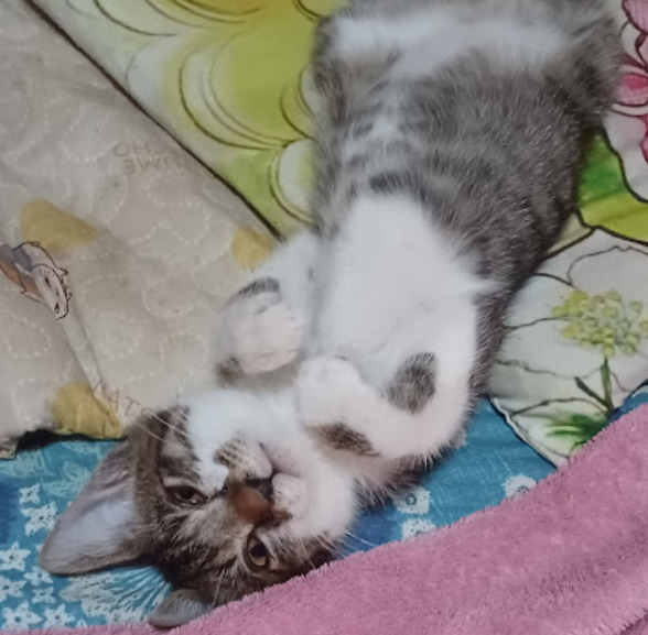 病院　穴川オレンジ動物病院（病院）まで776m