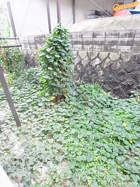 庭
