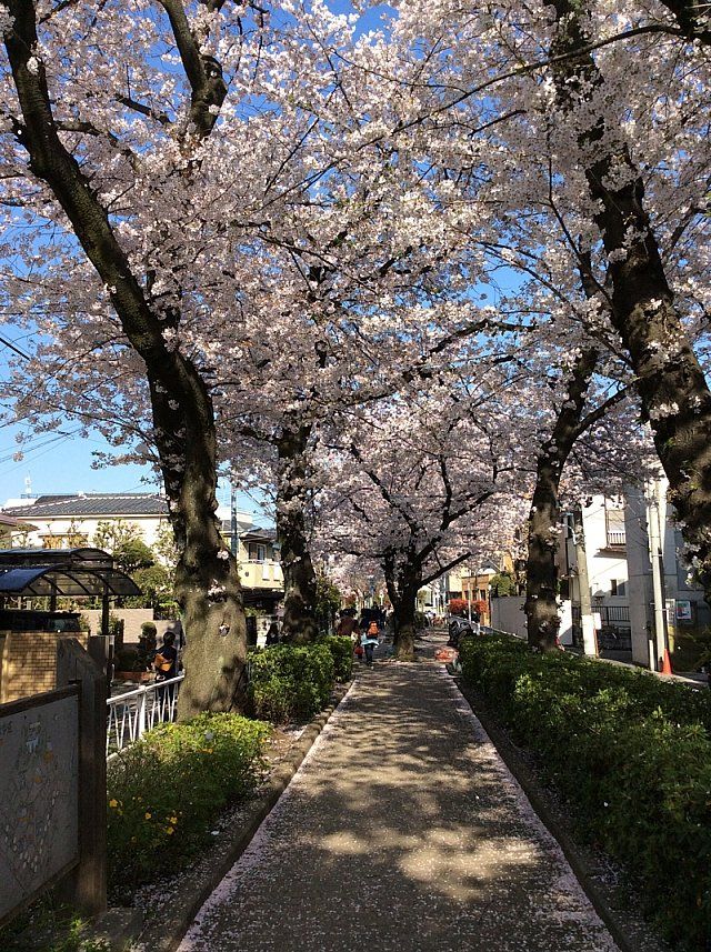 公園　呑川柿の木坂支流緑道（公園）まで1580m