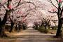 公園　造幣局 桜の通り抜け（公園）まで1587m