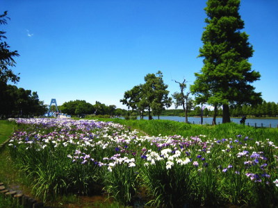 【三郷市鷹野のアパートの公園】