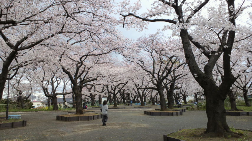 公園　幸ヶ谷公園（公園）まで594m