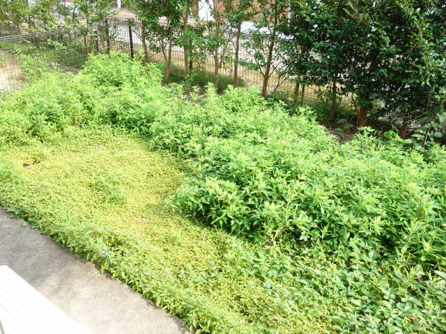 庭