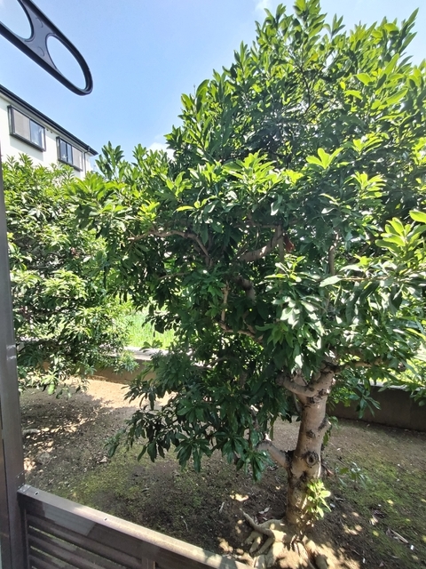 眺望　景観