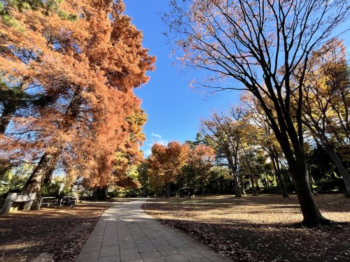 公園　石神井公園（公園）まで2100m