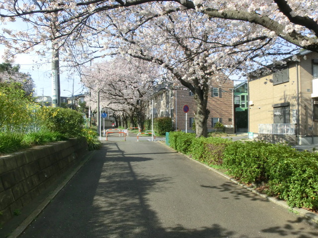 その他　桜並木道（その他）まで160m