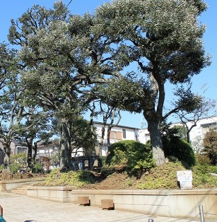 公園　どんぐりひろば公園（公園）まで561m