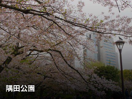 公園　隅田公園の花見（公園）まで1029m
