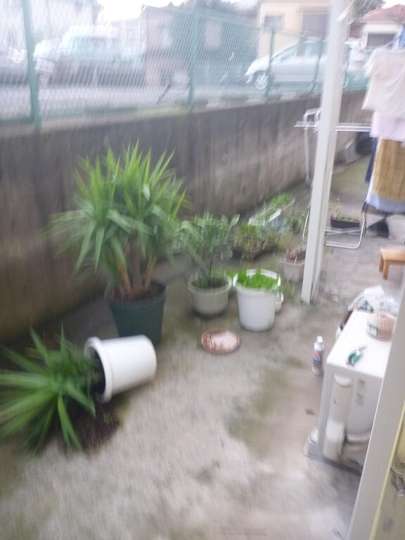 庭