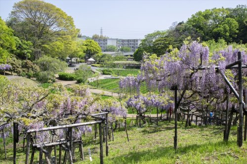 その他　横須賀しょうぶ園（その他）まで1681m