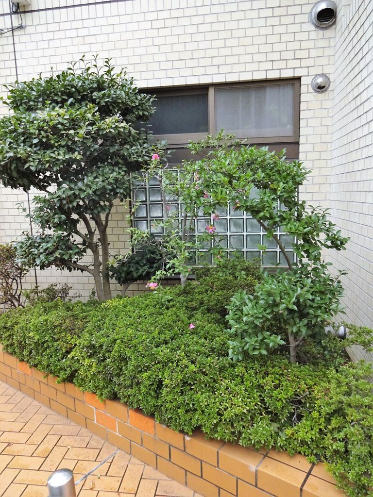 庭　エントランス