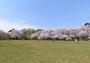 公園　小金井公園（公園）まで2041m
