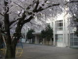 幼稚園・保育園　桜幼稚園（幼稚園・保育園）まで1327m